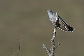 Common Cuckoo (Cuculus canorus), Caithness, Scotland, May
