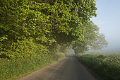 Route de campagne par matin brumeux au printemps, Great Walsingham, Norfolk, Angleterre