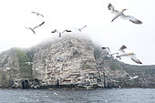 Northern Gannet (Morus bassanus) Noss NNR, Shetland, June