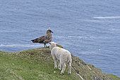 Lamby approaching Great Skua Stercorarius skua Hermaness Unst Shetland June