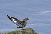 Great Skua (Stercorarius skua) adult calling on cliff top, Hermaness, Unst, Shetland, June
