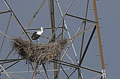 White Stork (Ciconia ciconia) nest on power pylon, Almendra, Spain