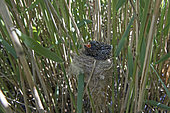 Cuckoo 12 day old chick in Reed Warblers nest, Norfolk, summer