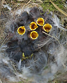 Blue Tit (Cyanistes caeruleus) nestlings in next box, Norfolk, May