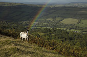 Welsh mountain pony, Herefordshire, England