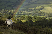 Welsh mountain pony, Herefordshire, England