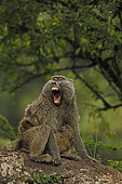 Olive baboons (Papio anubis), mother and young, Kenya