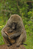 Olive baboons (Papio anubis), mother and young, Kenya