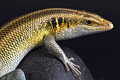 Rainbow Skink (Trachylepis quinquetaeniata)