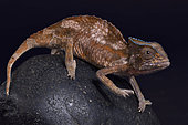 Crested chameleon (Trioceros cristatus) on black background