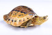 Flowerback Box Turtle (Cuora galbinifrons) on white background