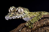 Giant leaf-tailed gecko (Uroplatus giganteus) on black background