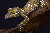 Large mossy leaf-tailed gecko (Uroplatus sameiti) on black background
