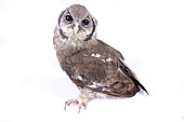 Verreaux's eagle-owl (Bubo lacteus) on white background