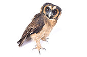 Brown wood owl (Strix leptogrammica) on white background