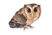 Indian scops owl (Otus bakkamoena) on white background