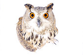 Siberian eagle-owl (Bubo bubo sibiricus) on white background