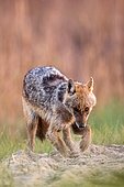 European jackal (Canis aureus moreoticus), Danube Delta, Romania