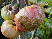 Botrytis cinerea