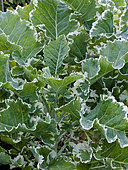 Brassica oleracea var. capitata 'Joseph Cottrell'