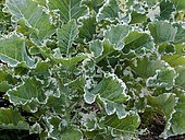 Brassica oleracea var. capitata 'Joseph Cottrell'