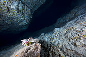 Grand ermite jaune chevelu (Aniculus maximus) seul au fond de la grotte de passe bateau. Mayotte