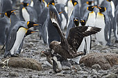 Brown Skua attacking young Adelie Penguin chick that has wandered away from colony, Holmestrand, South Georgia, January