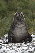 Antarctic Fur Seal (Arctocephalus gazella) male, St Andrews Bay, South Georgia, January