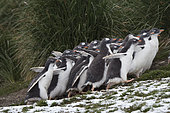 Gentoo Penguin (Pygoscelis papua), Holmestrand young in creche at colony, South Georgia, January