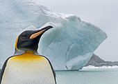 King Penguin Aptenodytes patagonicus Trollheim South Georgia January