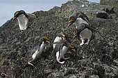 Macaroni Penguins (Eudyptes chrysolophus), Hercules Bay, South Georgia, January