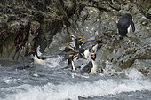 Macaroni Penguins (Eudyptes chrysolophus), Hercules Bay, South Georgia, January