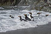 Macaroni Penguins (Eudyptes chrysolophus), Hercules Bay, South Georgia, January