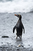 Macaroni Penguins (Eudyptes chrysolophus), Hercules Bay, South Georgia, January