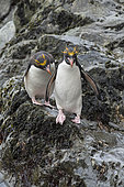 Macaroni Penguins (Eudyptes chrysolophus), Hercules Bay, South Georgia, January