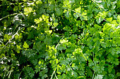 Flat Parsley, Petroselinum crispum var. neapolitanum