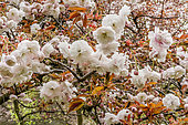 Cherry blossom 'Albo rosea', Prunus cerasus 'Albo rosea' in bloom, Arboretumm de Vincennes, France
