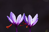 Saffron of Les Garrigues, Valle del Set, Cervia de les Garrigues, Les Garrigues, Lleida, Catalunya, Spain