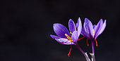 Saffron of Les Garrigues, Valle del Set, Cervia de les Garrigues, Les Garrigues, Lleida, Catalunya, Spain