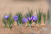 Saffron of Les Garrigues, Valle del Set, Cervia de les Garrigues, Les Garrigues, Lleida, Catalunya, Spain