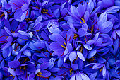 Saffron of Les Garrigues, Valle del Set, Cervia de les Garrigues, Les Garrigues, Lleida, Catalunya, Spain