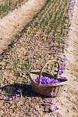 Saffron of Les Garrigues, Valle del Set, Cervia de les Garrigues, Les Garrigues, Lleida, Catalunya, Spain