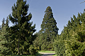 Sequoia sempervivens 'Red Wood', Sequoia giganteum, Arboretum du Bois de Vincennes, Paris, France