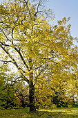 Black walnut, Juglans nigra, Arboretum du Bois Vincennes, Paris, France