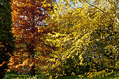 Taxodium distichum , Betula nigra 'Héritage', Cupressus sempervivens, Arboretum du Bois de Vincennes, Paris, France