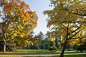Ginkgo (Ginkgo biloba) et Erable platane (Acer platanoides, Arboretum du Bois de Vincennes, Paris, France