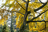 Ginkgo biloba, Arboretum de l'Ecole du Breuil, Bois de Vincennes, Paris, France