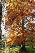 Bald cypress, Taxodium distichum, Arboretum de l'Ecole du Breuil, Bois de Vincennes, Paris, France