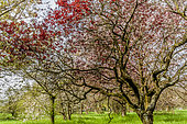 Cherry plum, Prunus cerasifera 'Atropurpurea', Arboretum de l'Ecole du Breuil, Bois de Vincennes, Paris, France