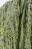 Cedrus atlantica glauca pendula, Arboretum de l'Ecole du Breuil, Bois de Vincennes, Paris, France